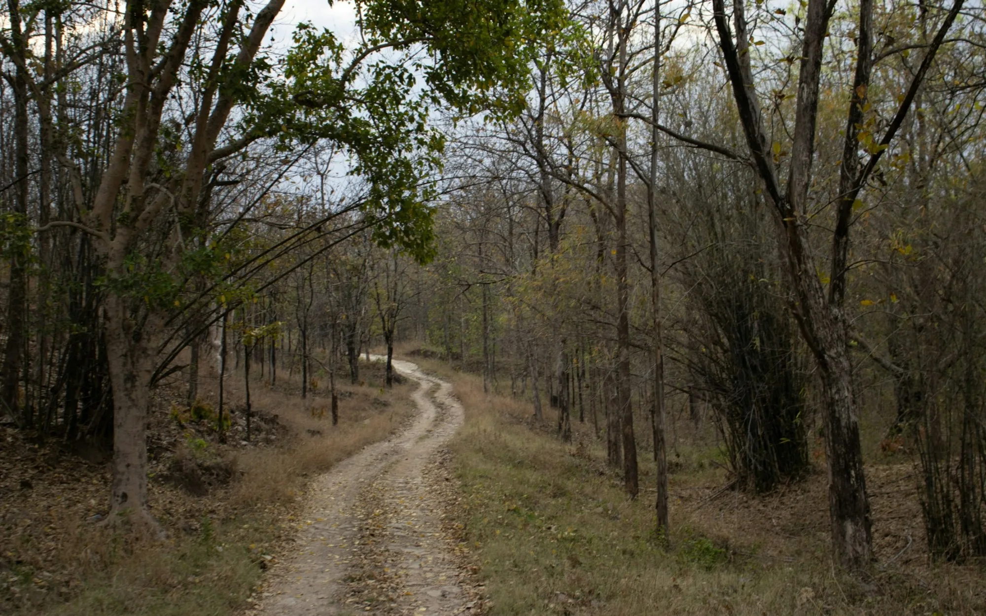 Pench: forest road out of Nagpur